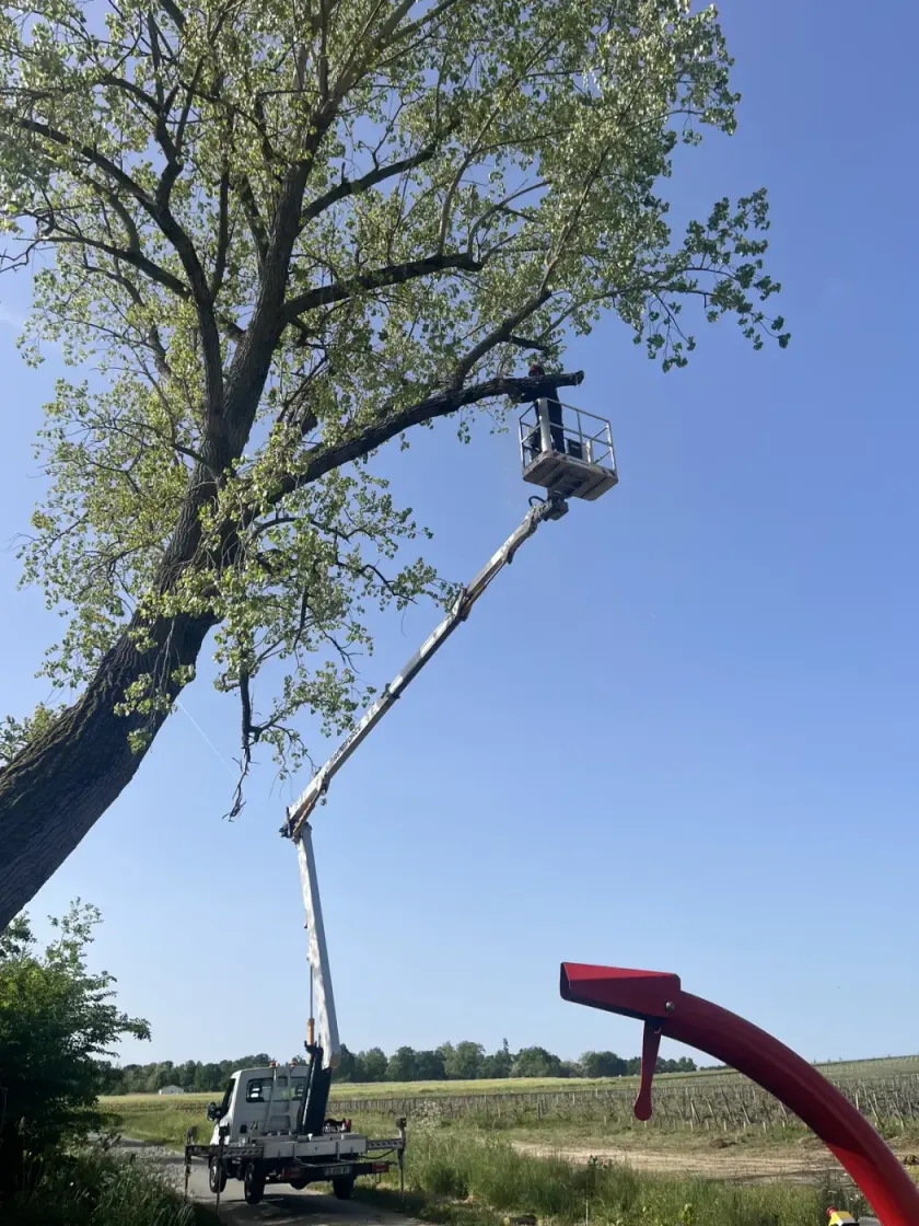 Élagueur LGB Paysage en nacelle dans le houppier d’un grand arbre