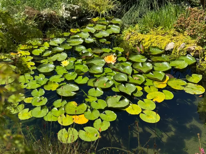 Tapis de nénuphars en fleurs, orange et jaune, parsemé de petites grenouilles, berge plantée de lysimaque dorée