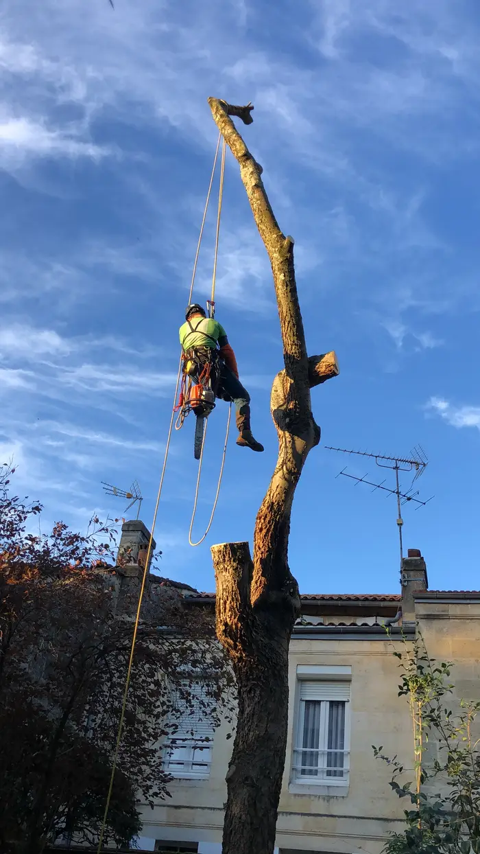 Élagage réalisé par LGB Paysage près de Bordeaux (3)
