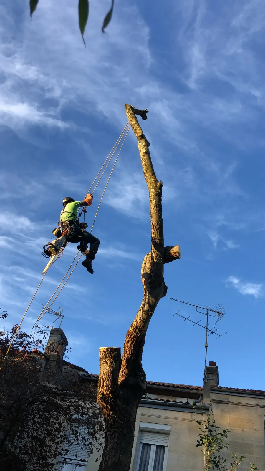 Élagage réalisé par LGB Paysage près de Bordeaux (6)