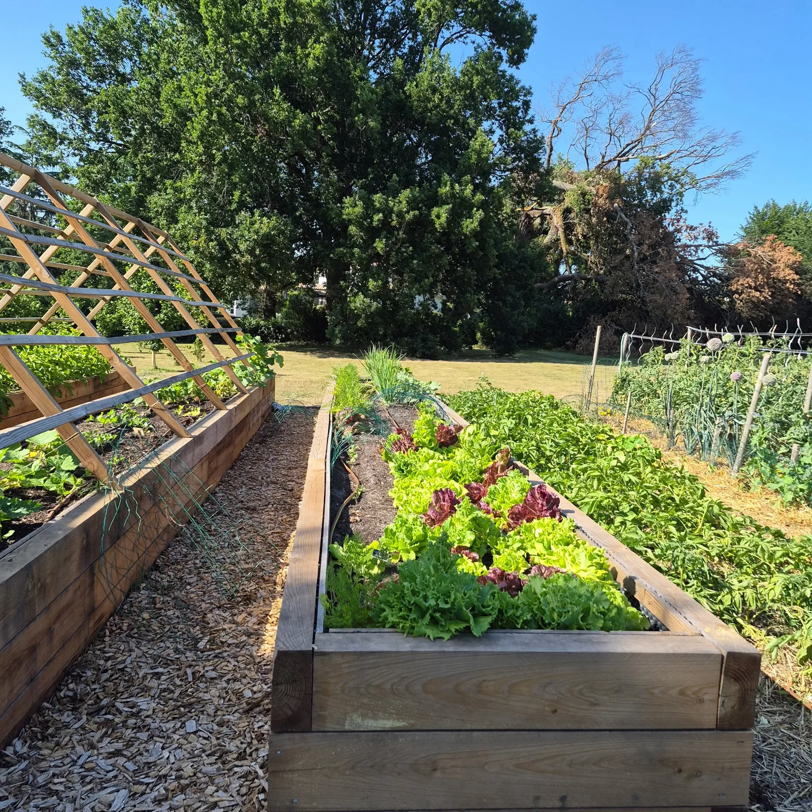 Potager en carrés surélevés en bois réalisé par LGB Paysage, salades vertes et rouges en pleine production, treillis incliné et allées paillées