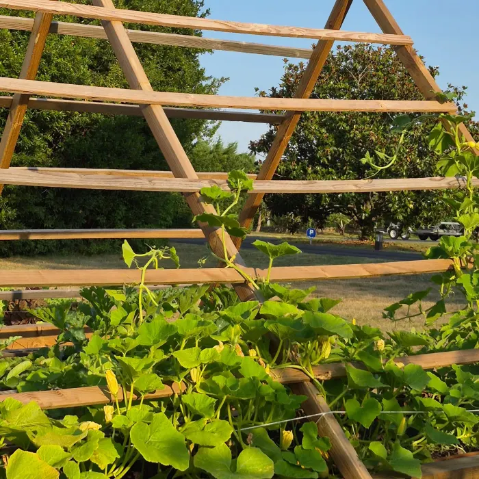 Courges palissées grimpant sur le treillis en bois d'un potager surélevé au soleil couchant